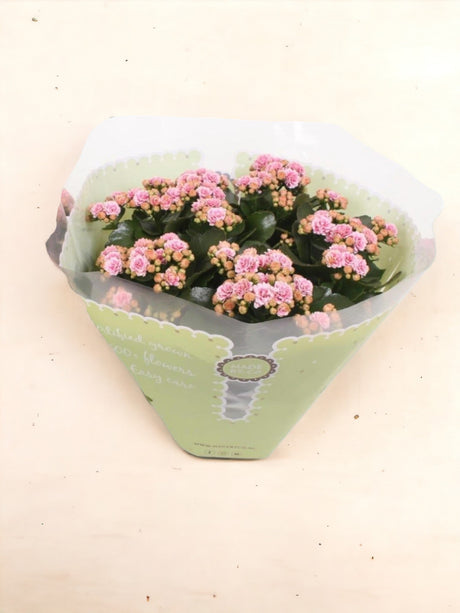 Livraison plante Kalanchoe Double rose d23cm h27cm