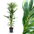 Livraison plante Kentia Howea Forsteriana d24cm H40cm