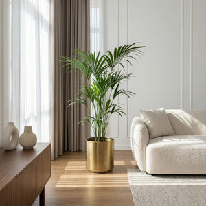 Livraison plante Kentia Howea Forsteriana d24cm H40cm