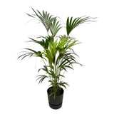 Livraison plante Kentia palm inclusief elho Greenville Round zwart - 160cm - Ø30