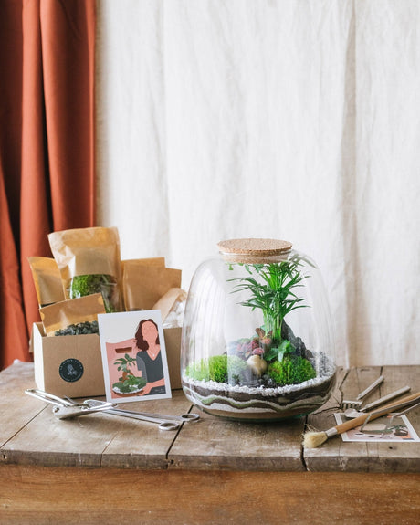 Livraison plante Kit DIY Terrarium - CAYENNE & son kit outils