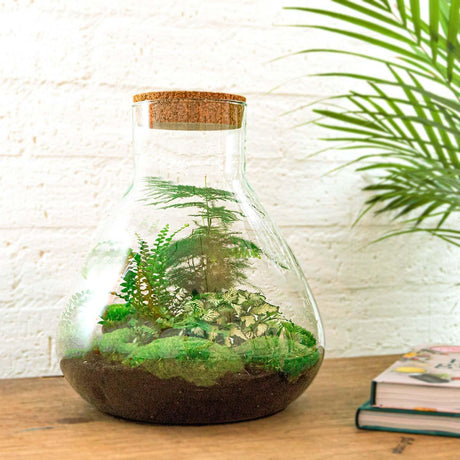 Livraison plante Kit Terrarium DIY 3 plantes - SAMOS