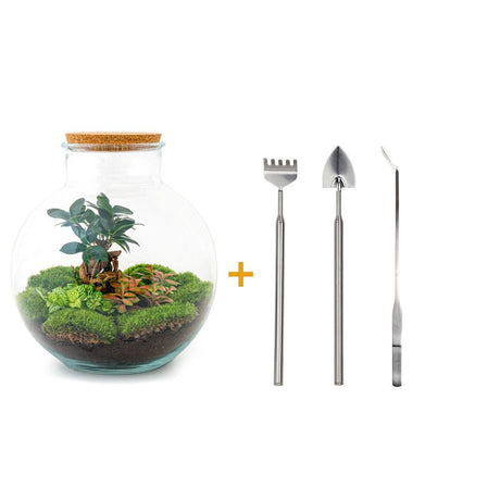 Livraison plante Kit Terrarium DIY - BAOBAB