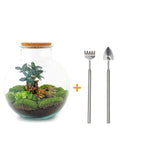 Livraison plante Kit Terrarium DIY - BAOBAB