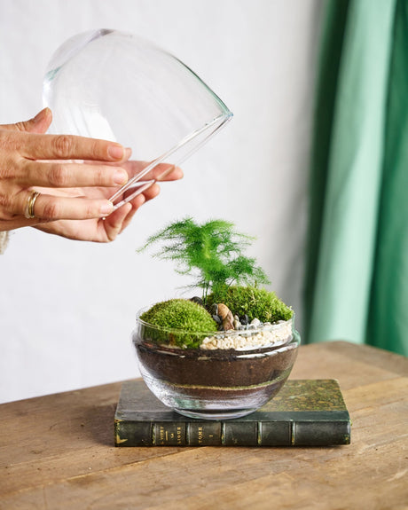 Livraison plante Kit Terrarium DIY - BOHOL