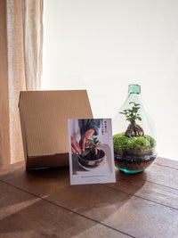 DIY-Terrarium-Set – CORTICA