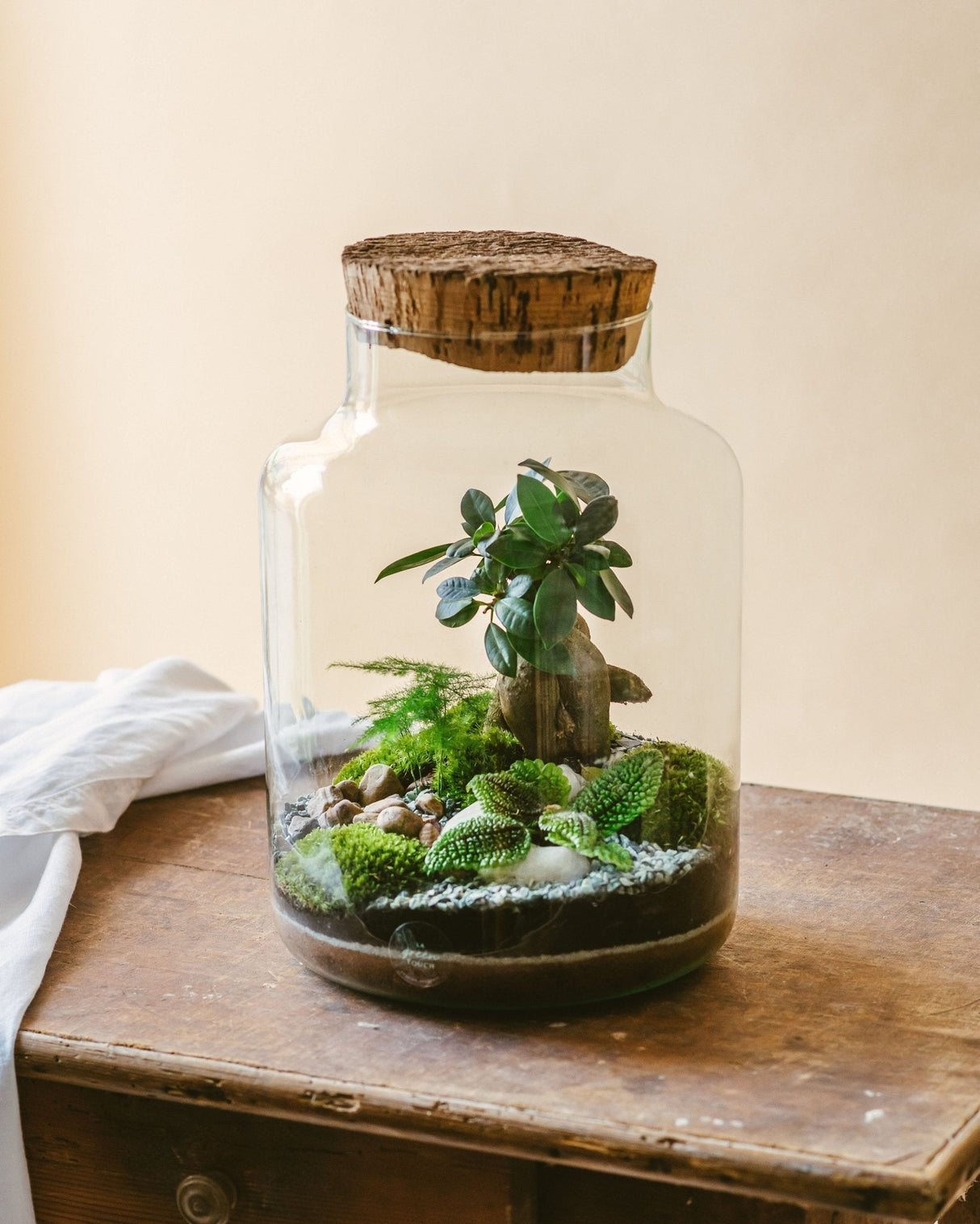 Livraison plante Kit Terrarium DIY - CORTICA