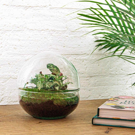 Livraison plante Kit Terrarium DIY - DOME