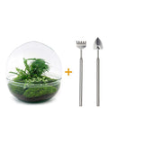 Livraison plante Kit Terrarium DIY - DOME XL