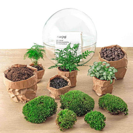 Livraison plante Kit Terrarium DIY - DOME XL