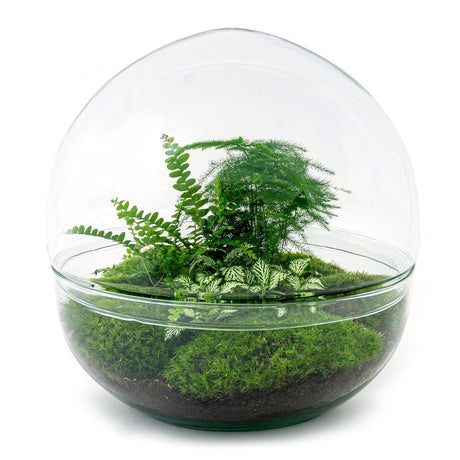 Livraison plante Kit Terrarium DIY - DOME XL