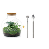 Livraison plante Kit Terrarium DIY - JOY