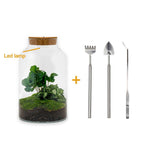 Livraison plante Kit Terrarium DIY - MILA