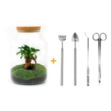 Livraison plante Kit Terrarium DIY - MILA