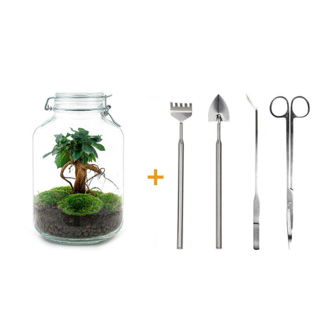 Livraison plante Kit terrarium DIY - OSLO