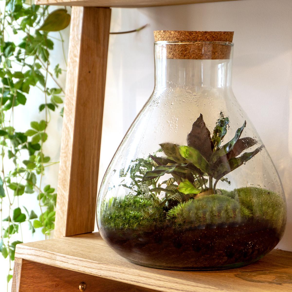 Livraison plante Kit Terrarium DIY - SAMA