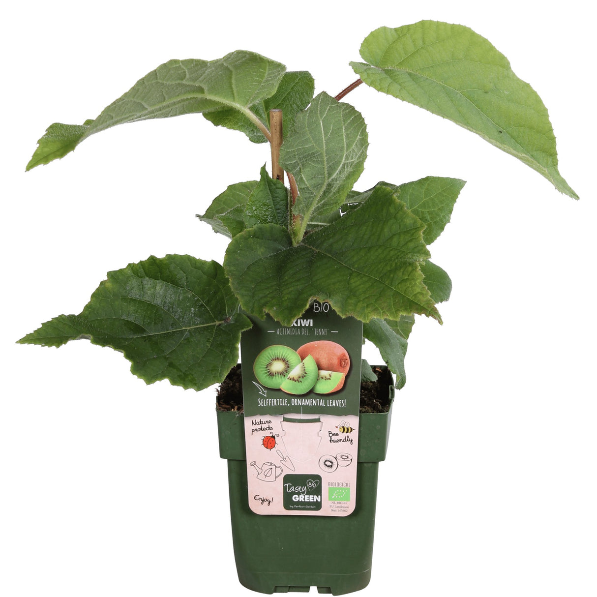 Livraison plante Kiwi (Actinidia deliciosa) 'Jenny' - arbuste fruitier