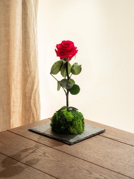 Livraison plante Kokedama - Rose éternelle - St Valentin