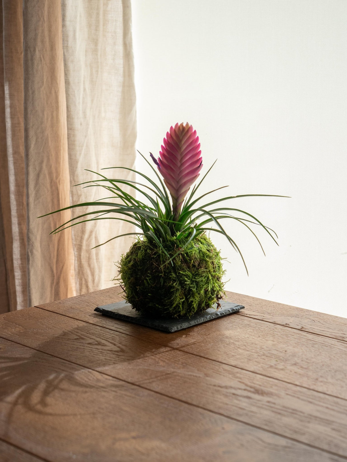 Livraison plante Kokedama - Tillandsia