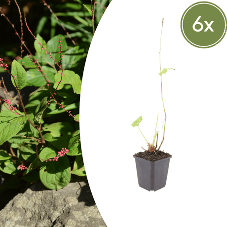 Livraison plante La renouée rouge