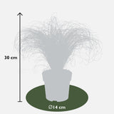 Livraison plante Laîche Carex Comans 'Frosted Curls' - ↨30cm - Ø14 - plante vivace extérieur