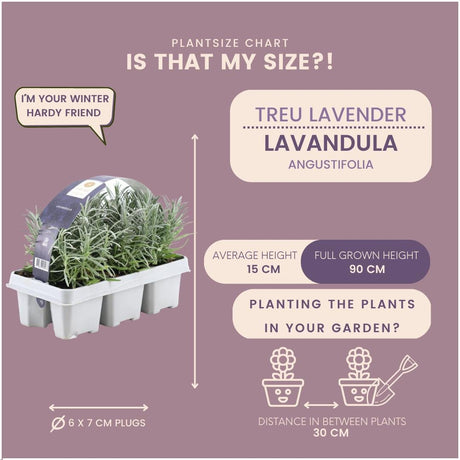 Livraison plante Lavande angustifolia - 12 packs de 6