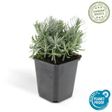 Livraison plante Lavande Hidcote 40xh20cm d9cm