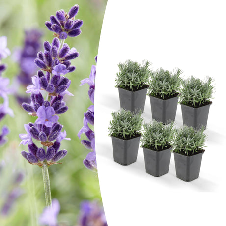 Livraison plante Lavande 'Hidcote' - Lot de 6