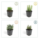 Livraison plante Lavande 'Hidcote' - Lot de 6