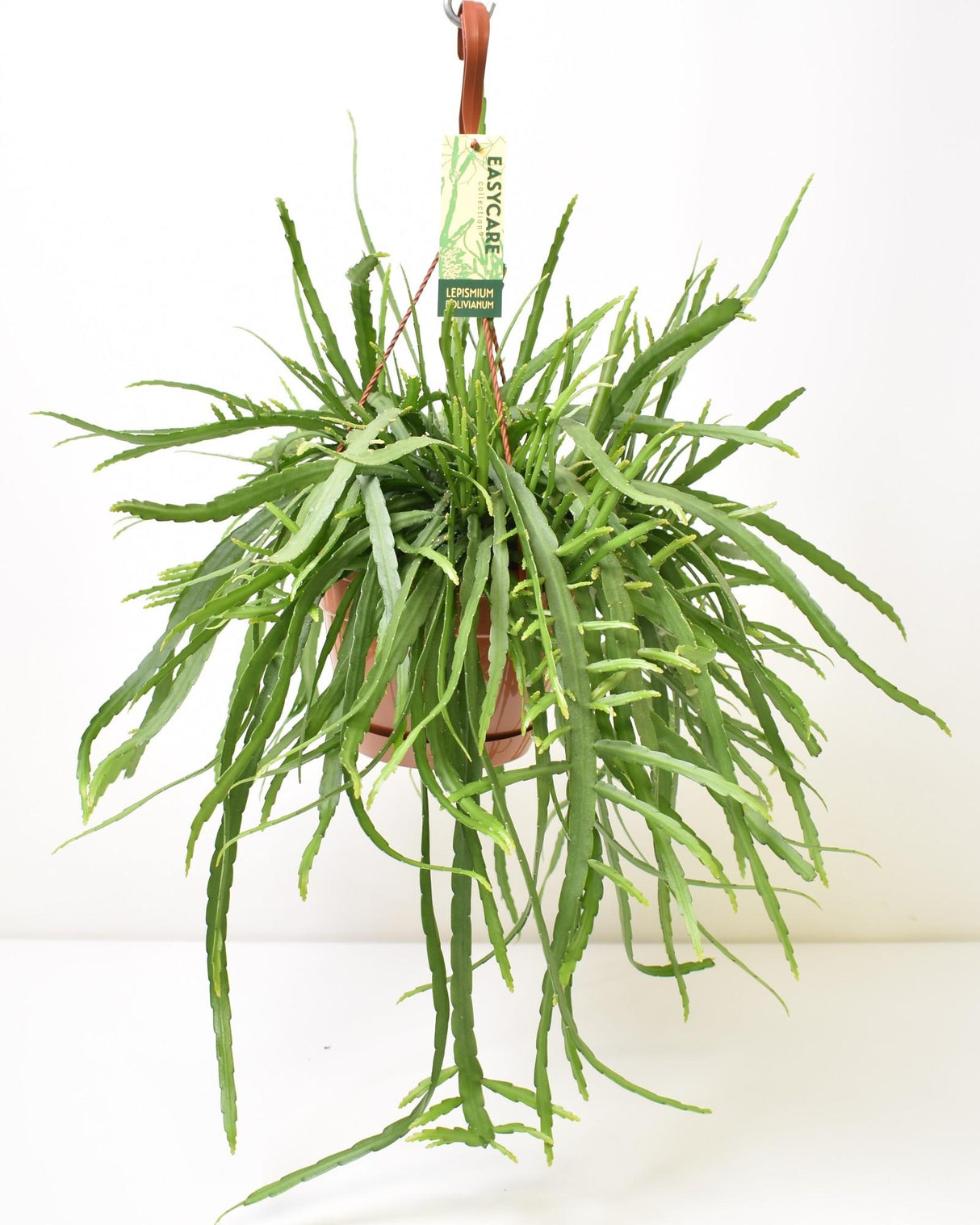 Livraison plante Lepismium Bolivianum