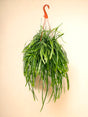 Livraison plante Lepismium Bolivianum
