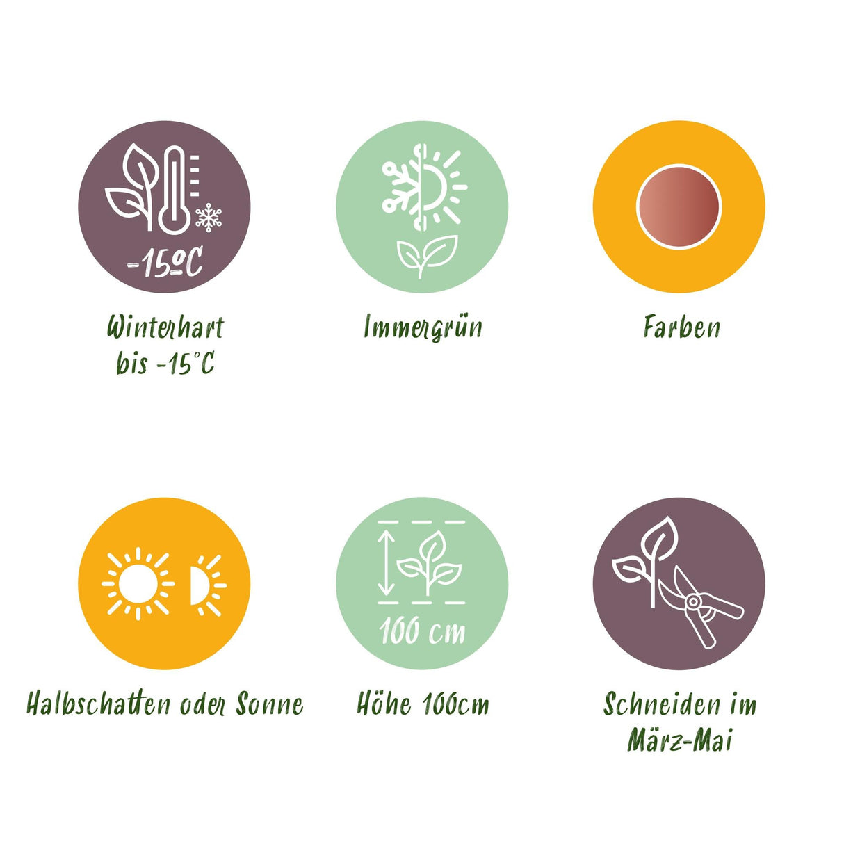 Livraison plante Leucothoe Makijaz – Lot de 1 – Pot 17 cm – Hauteur 45 cm