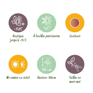 Livraison plante Leucothoe Makijaz – Lot de 1 – Pot 17 cm – Hauteur 45 cm