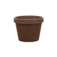 Livraison plante Lira Bronze 65 cm