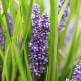 Livraison plante Liriope muscari 'Big Blue - 40x h25cm d9cm