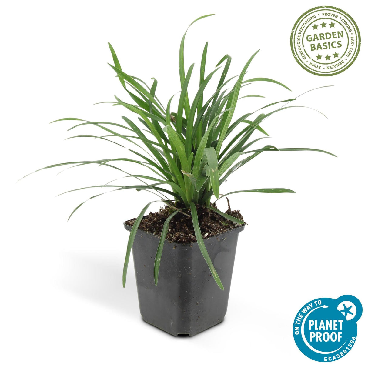 Livraison plante Liriope muscari 'Big Blue - 40x h25cm d9cm