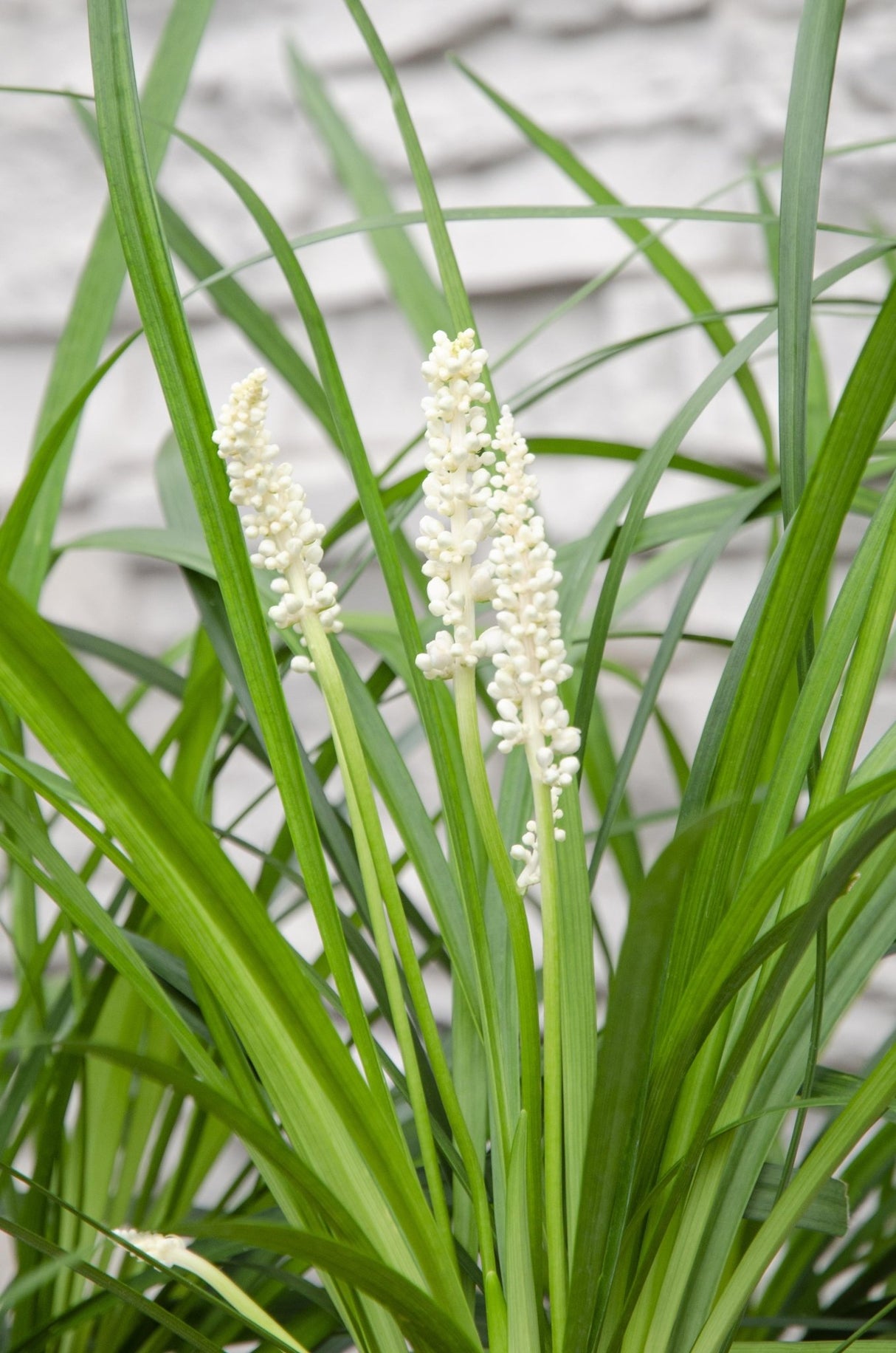 Livraison plante Liriope muscari 'Monroe White'