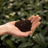 Livraison plante Lombri - compost - 3L