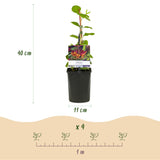 Livraison plante Lonicera heckrottii Goldflame – Lot de 2 – Hauteur 40 cm