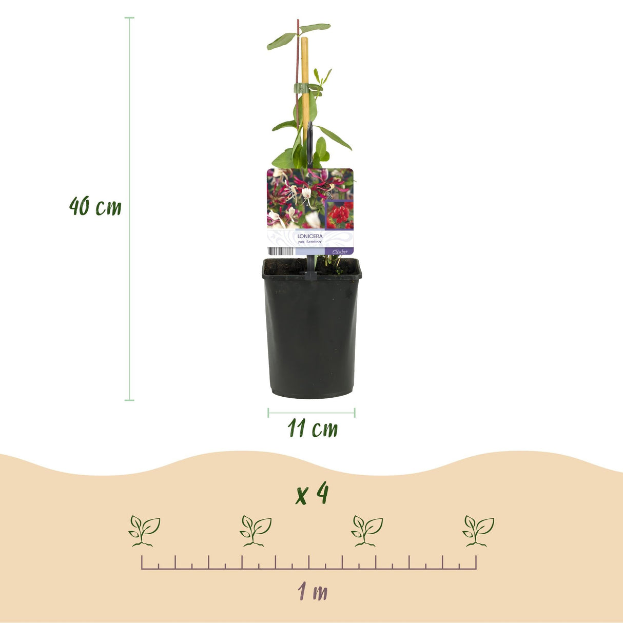 Livraison plante Lonicera Serotina – Lot de 2 – Pot 11 cm – Hauteur 40 cm