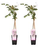 Livraison plante Lot de 2 glycines 'Rosea'