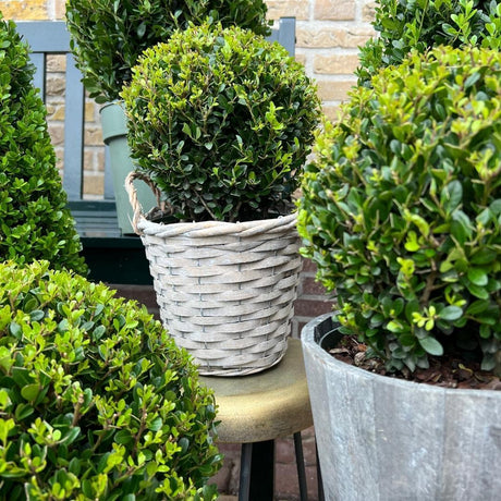 Livraison plante Lot de 2 Ilex crenata 'Jenny' Ø20cm