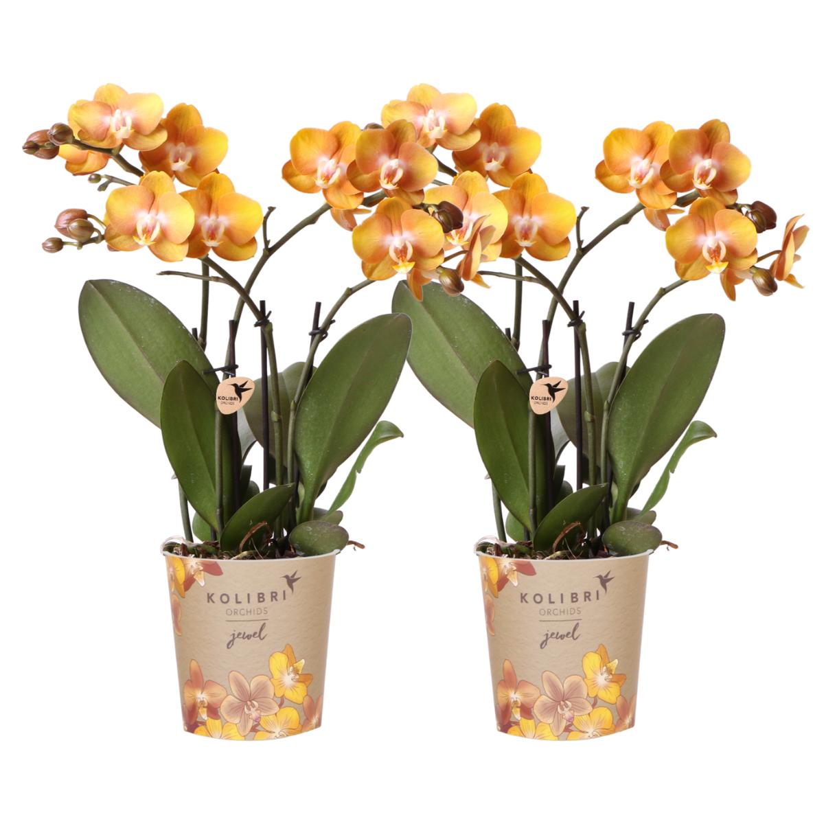 Livraison plante Lot de 2 Orchidées Phalaenopsis Orange - Fleurs Multiflores