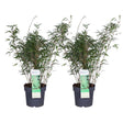 Livraison plante Lot de 3 Fargesia rufa