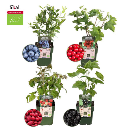 Livraison plante Lot de 4 Plantes Fruitières