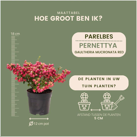 Livraison plante Lot de 6 gaulthéries mucronées rouge - Pernettya mucronata Ø12cm | ↨20cm