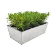 Livraison plante Lot de 6 romarin offincalis, bac inclus