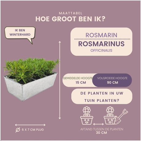 Livraison plante Lot de 6 romarin offincalis, bac inclus