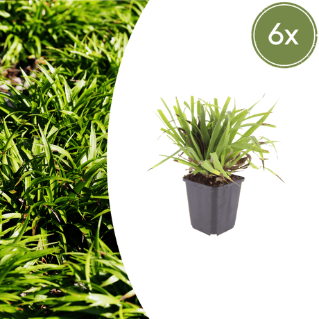 Livraison plante Luzule sylvatica