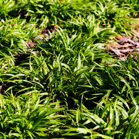 Livraison plante Luzule sylvatica